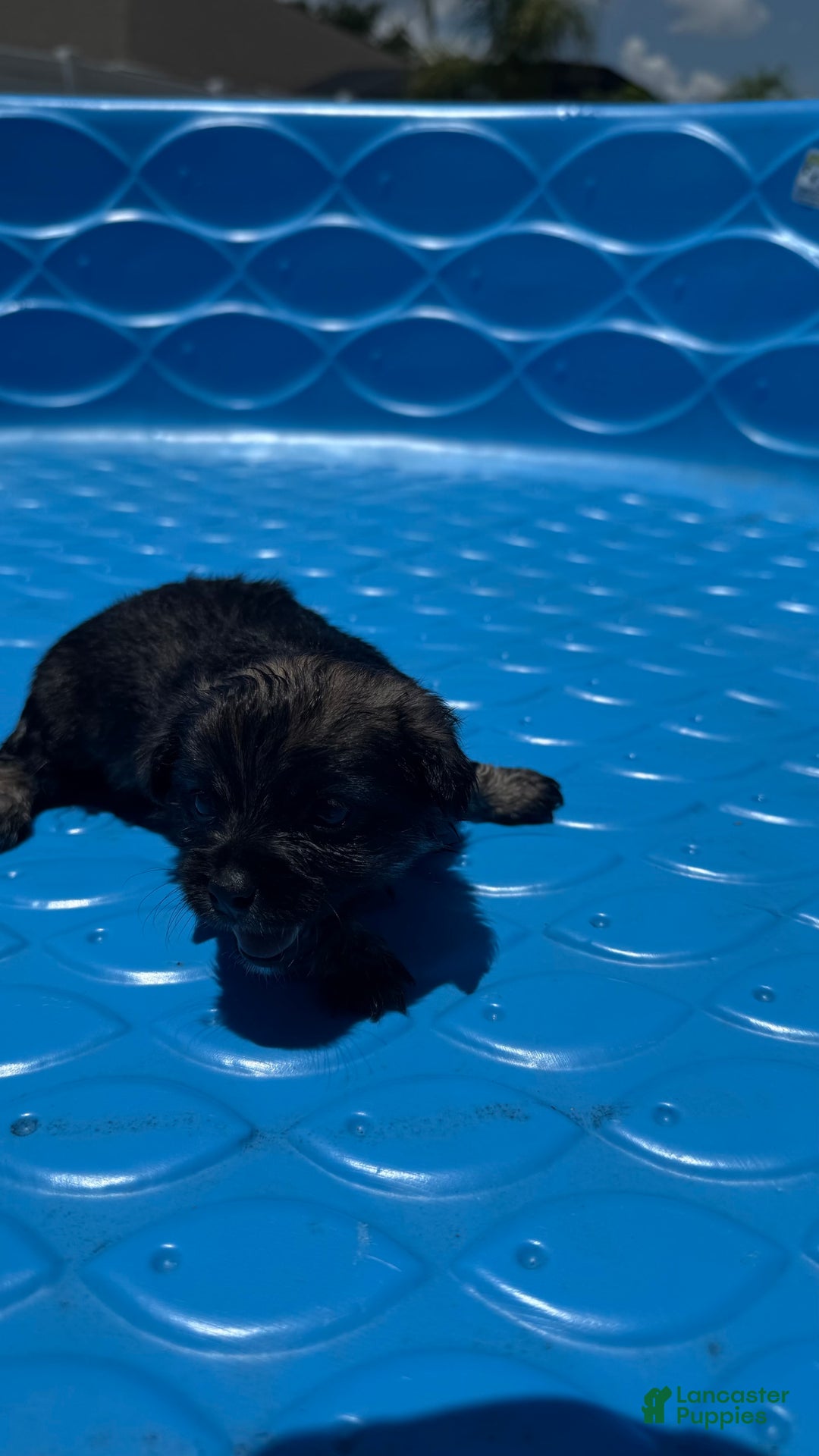Yorkshire Terrier dogs for sale: Midnight - Image 2