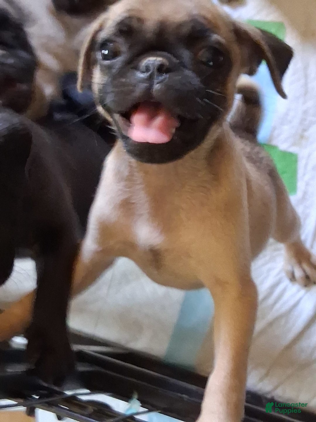 Pug dogs for sale: Sugar - Image 1