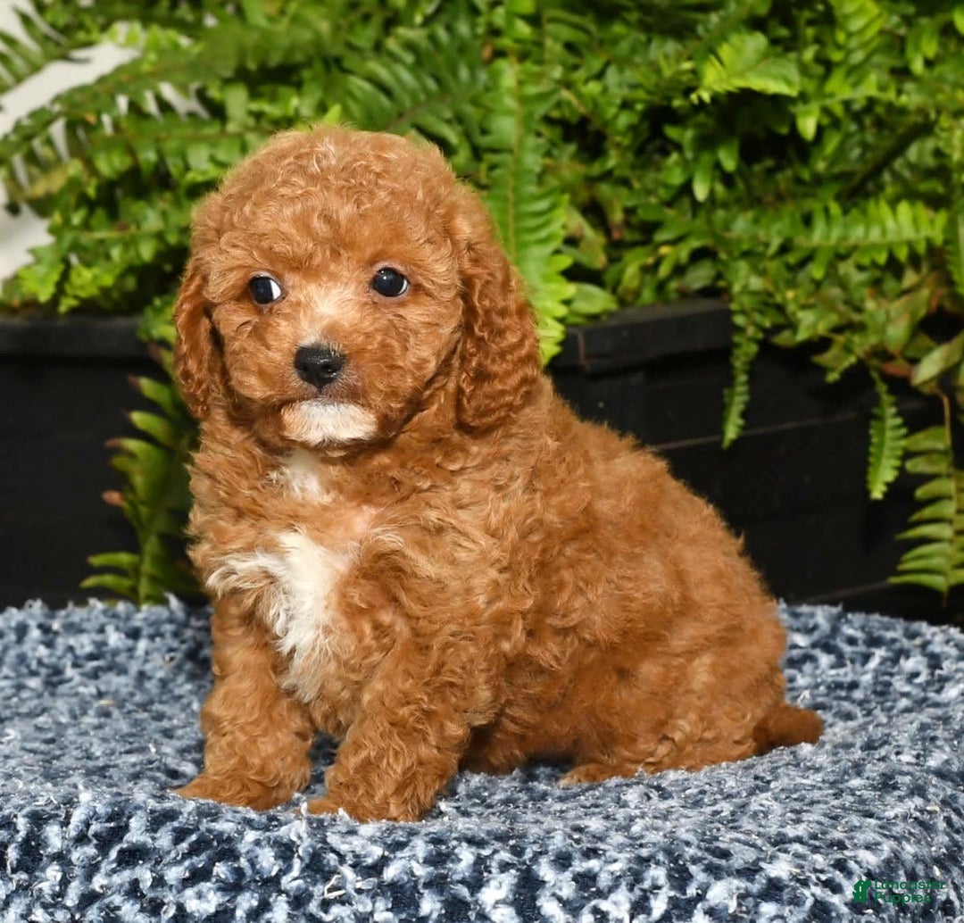 Cavapoo dogs for sale: Travis - Image 9