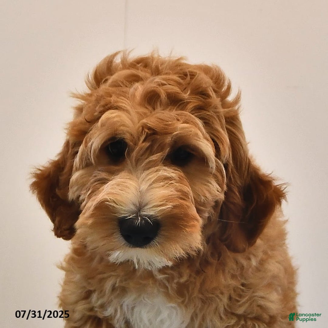 Mini Goldendoodle dogs for sale: Dancer - Image 5