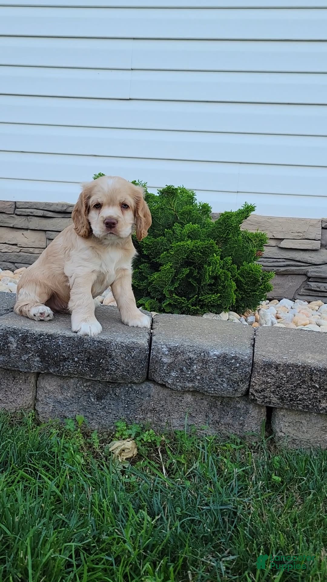 Cocker Spaniel dogs for sale: Rex - Image 2