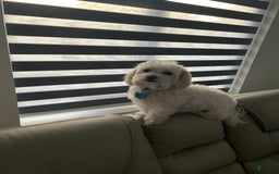 Maltese dogs for sale: Lulu - Image 5
