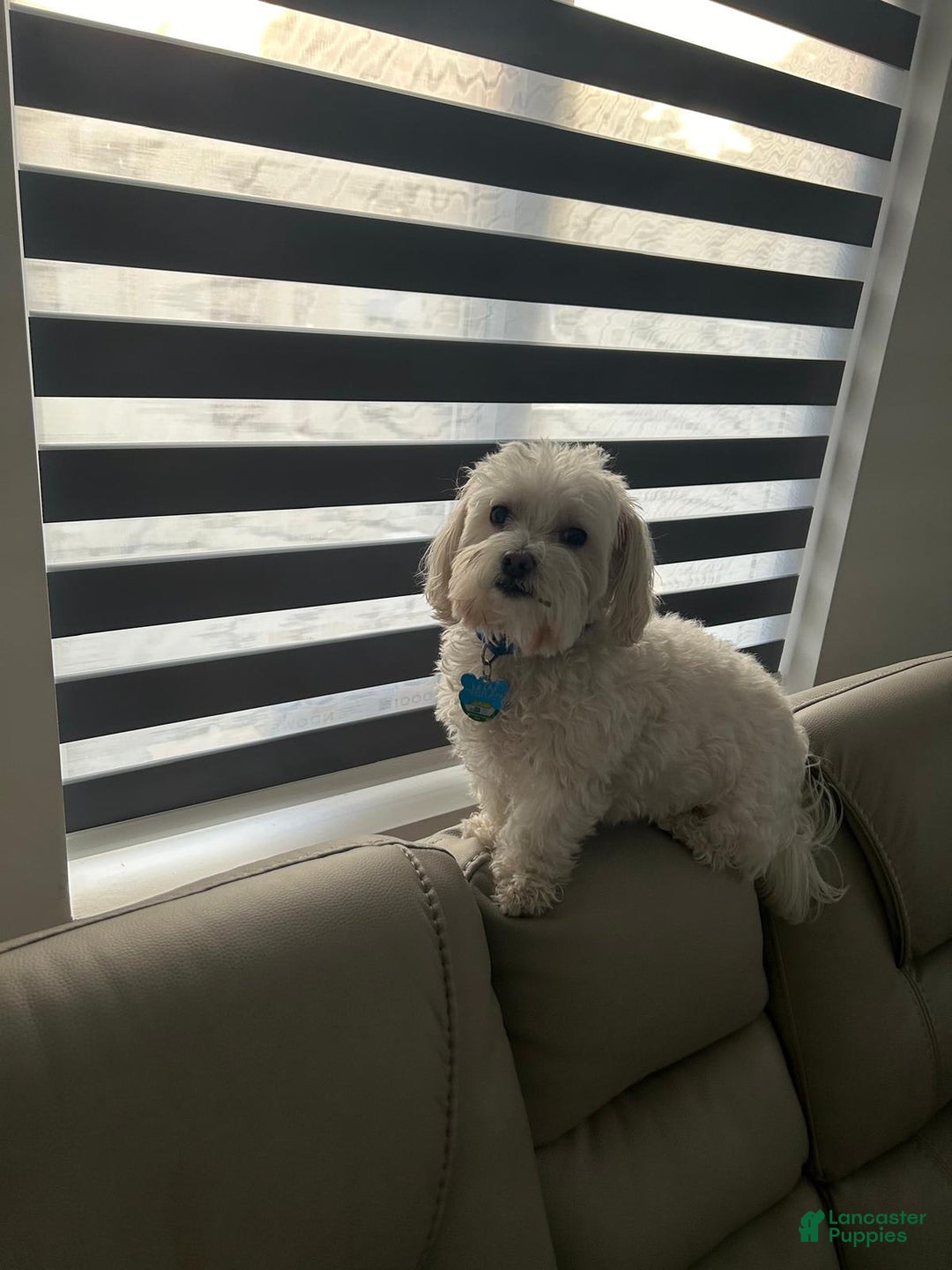 Maltese dogs for sale: Lulu - Image 5