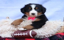 Bernese Mountain Dog dogs for sale: Sweetheart - Image 18