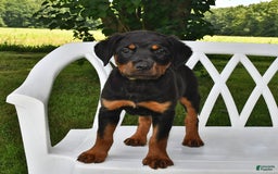 Rottweiler dogs for sale: Lexi - Image 9