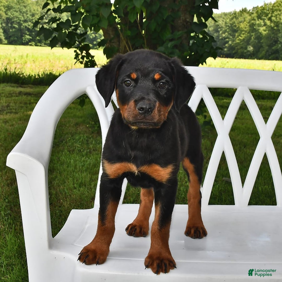 Rottweiler dogs for sale: Lexi - Image 9
