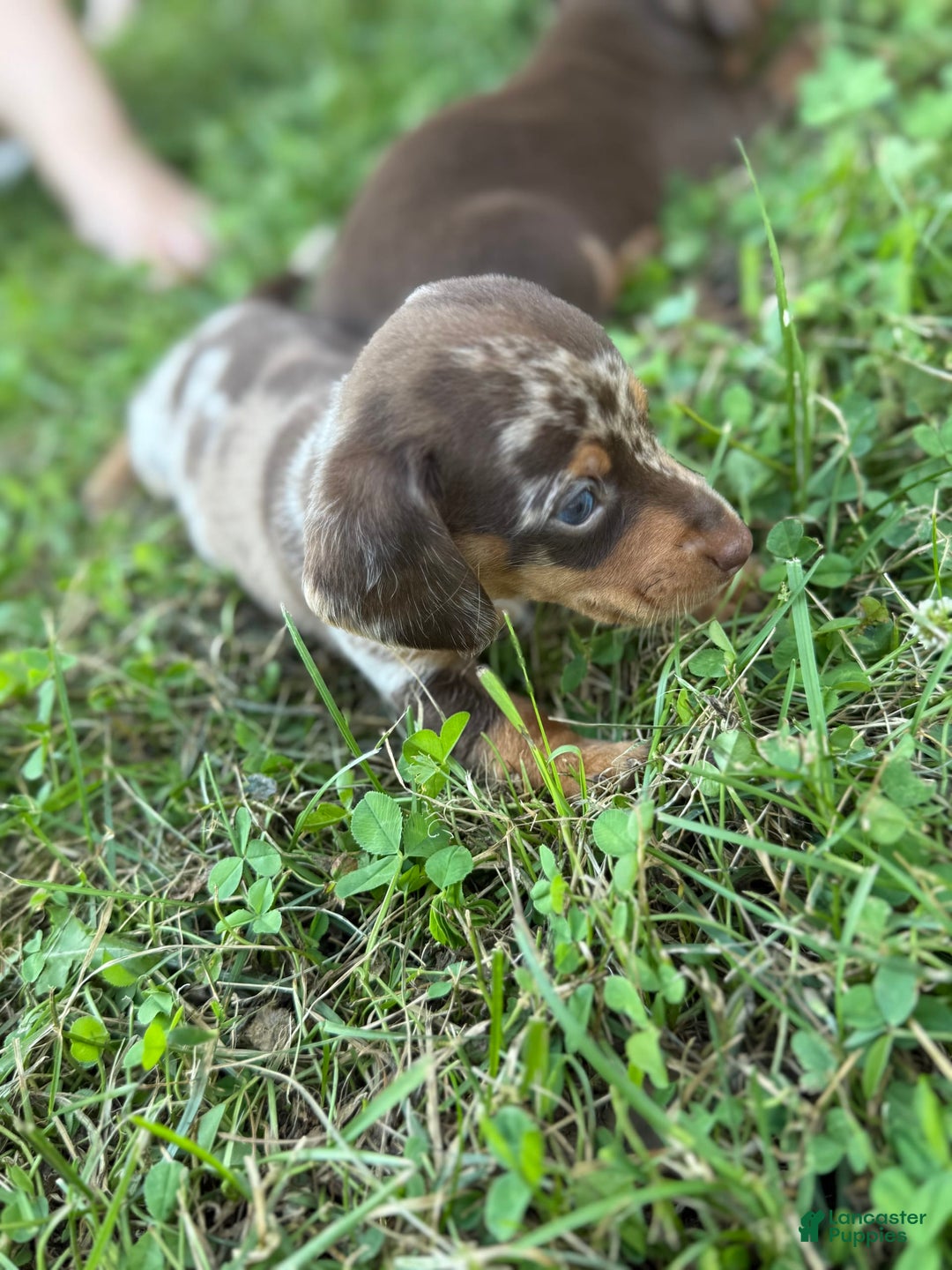 Miniature Dachshund dogs for sale: Tigger - Image 1