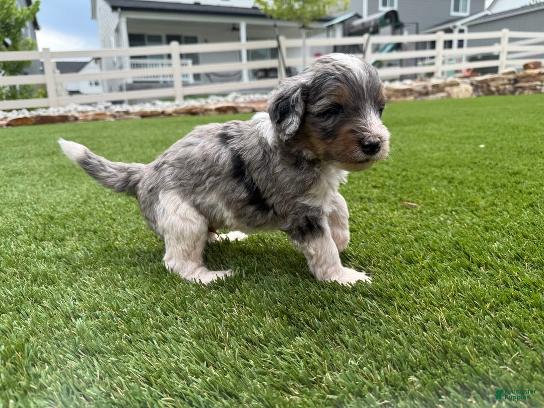 Bernedoodle dogs for sale: 2 - Image 8