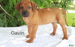 Rhodesian Ridgeback dogs for sale: Gavin - Image 8