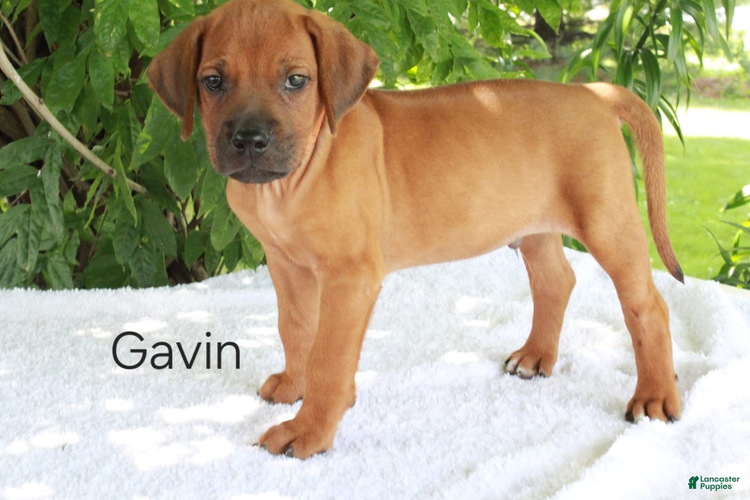 Rhodesian Ridgeback dogs for sale: Gavin - Image 8