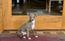Italian Greyhound dogs for sale: Cj - Image 7