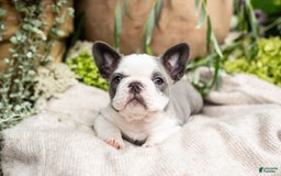 French Bulldog dogs for sale: Honey - Image 10
