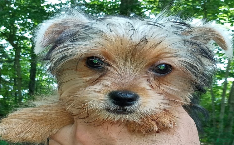 Yorkshire Terrier dogs for sale - Ad 2