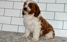 Cavapoo dogs for sale: Mia - Image 9
