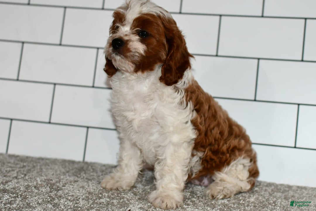 Cavapoo dogs for sale: Mia - Image 9