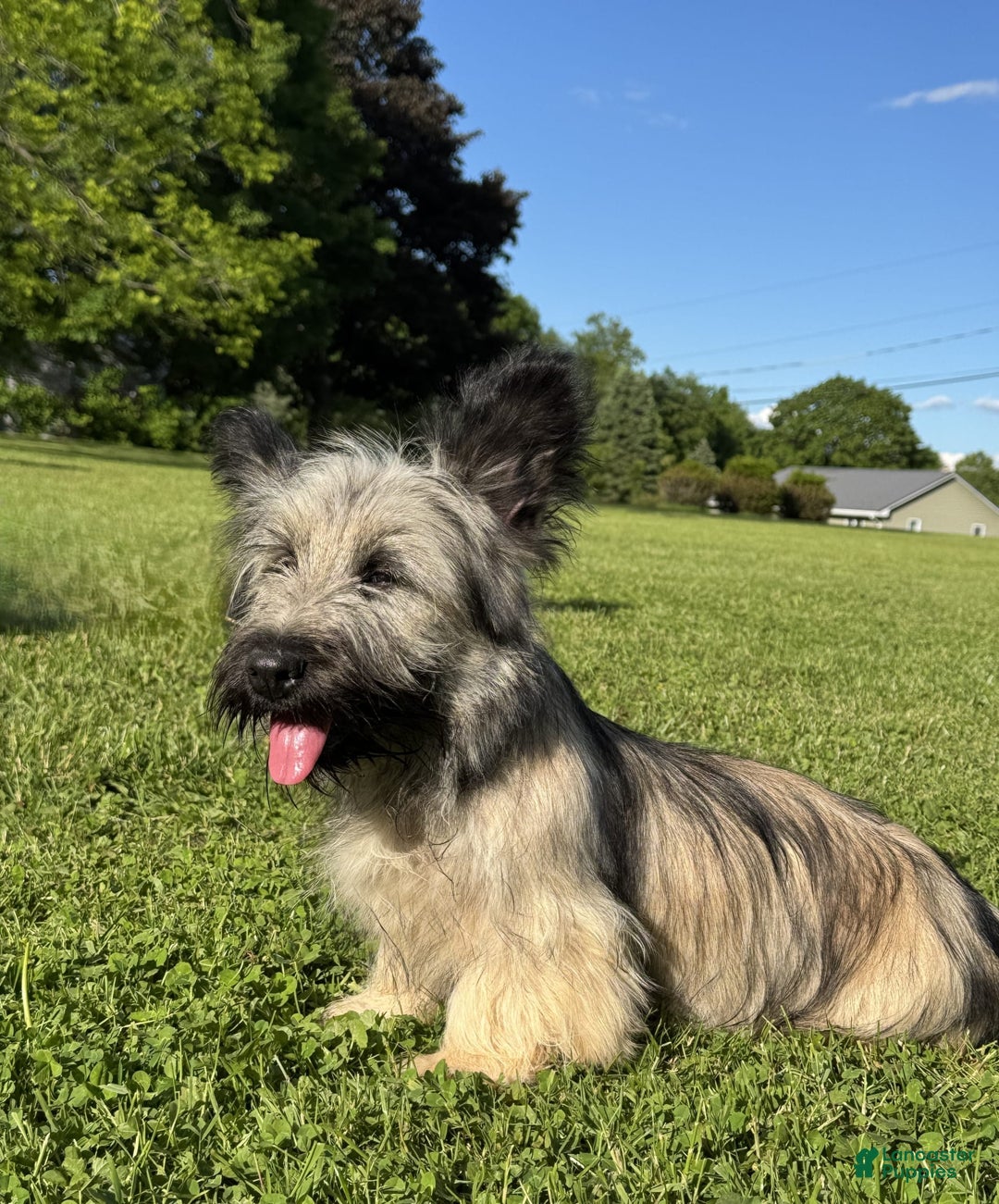 Skye Terrier dogs for sale: Vikki - Image 5