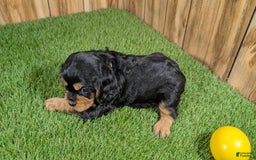 Cavalier King Charles Spaniel dogs for sale: Brin Girl 4 - Image 1