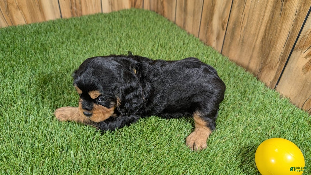 Cavalier King Charles Spaniel dogs for sale: Brin Girl 4 - Image 1