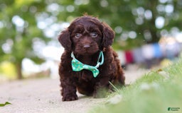 Miniature Dachshund dogs for sale: Dragona - Image 1