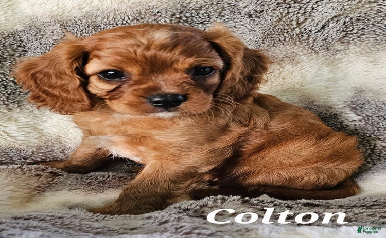 Cavalier King Charles Spaniel dogs for sale - Ad 1