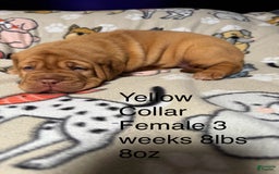 Dogue De Bordeaux dogs for sale: Pink Collar Female - Image 2