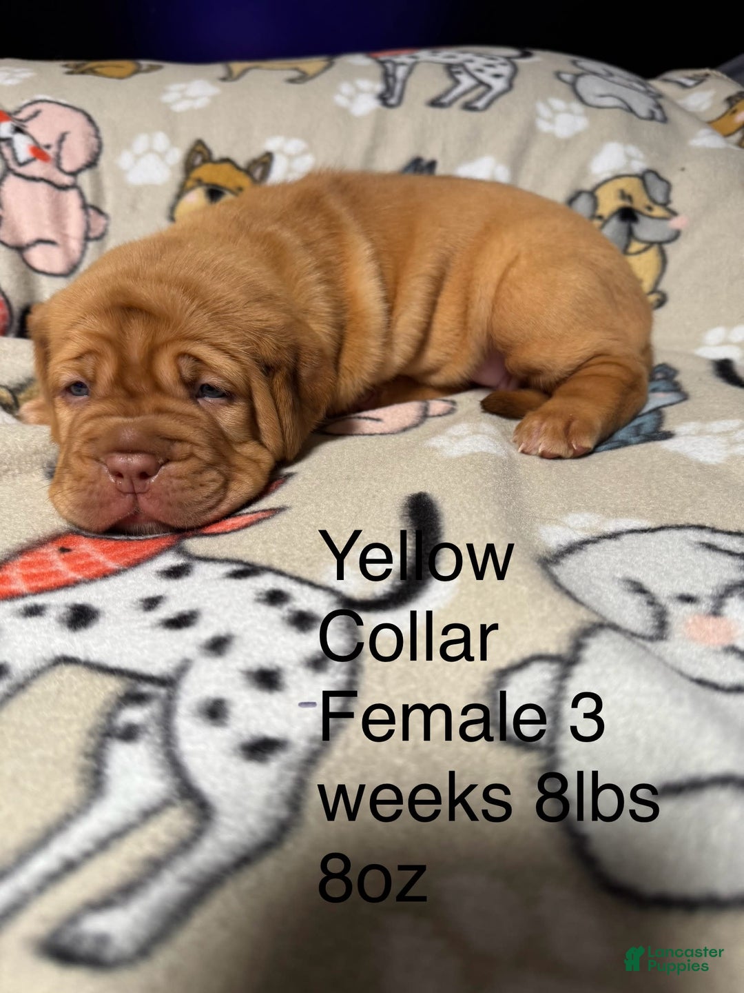 Dogue De Bordeaux dogs for sale: Pink Collar Female - Image 2