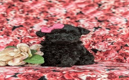 Yorkiepoo dogs for sale: Trista - Image 4