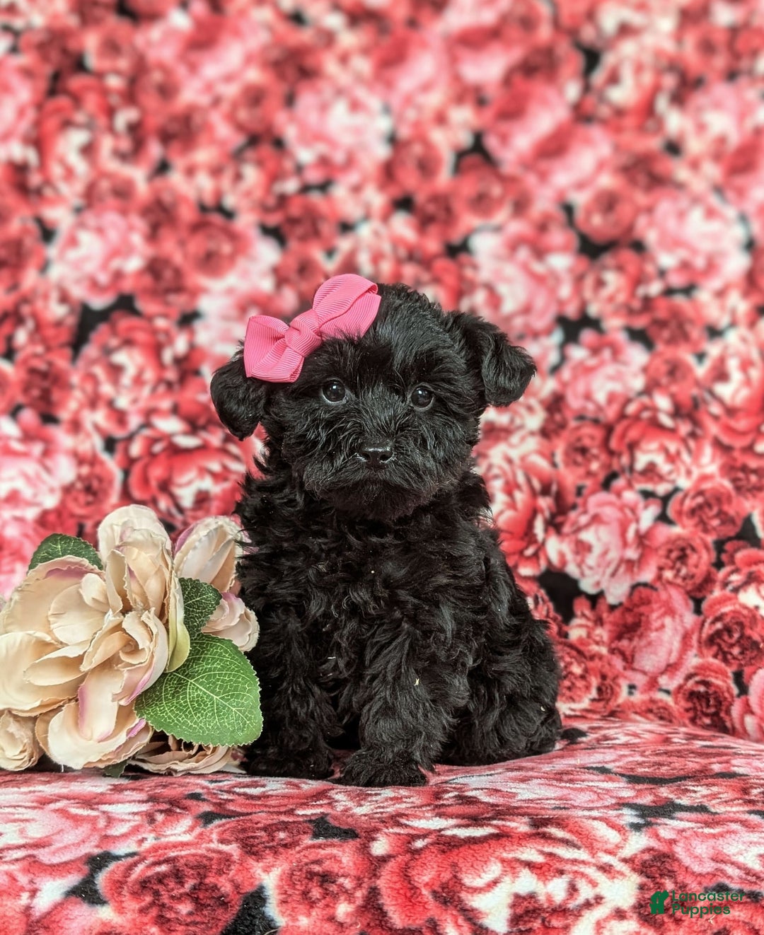 Yorkiepoo dogs for sale: Trista - Image 4