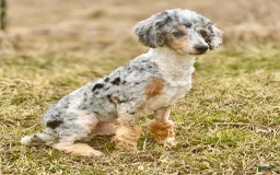 Cavapoo dogs for sale: Timon - Image 4