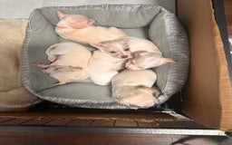 Chihuahua dogs for sale: Rambo - Image 9