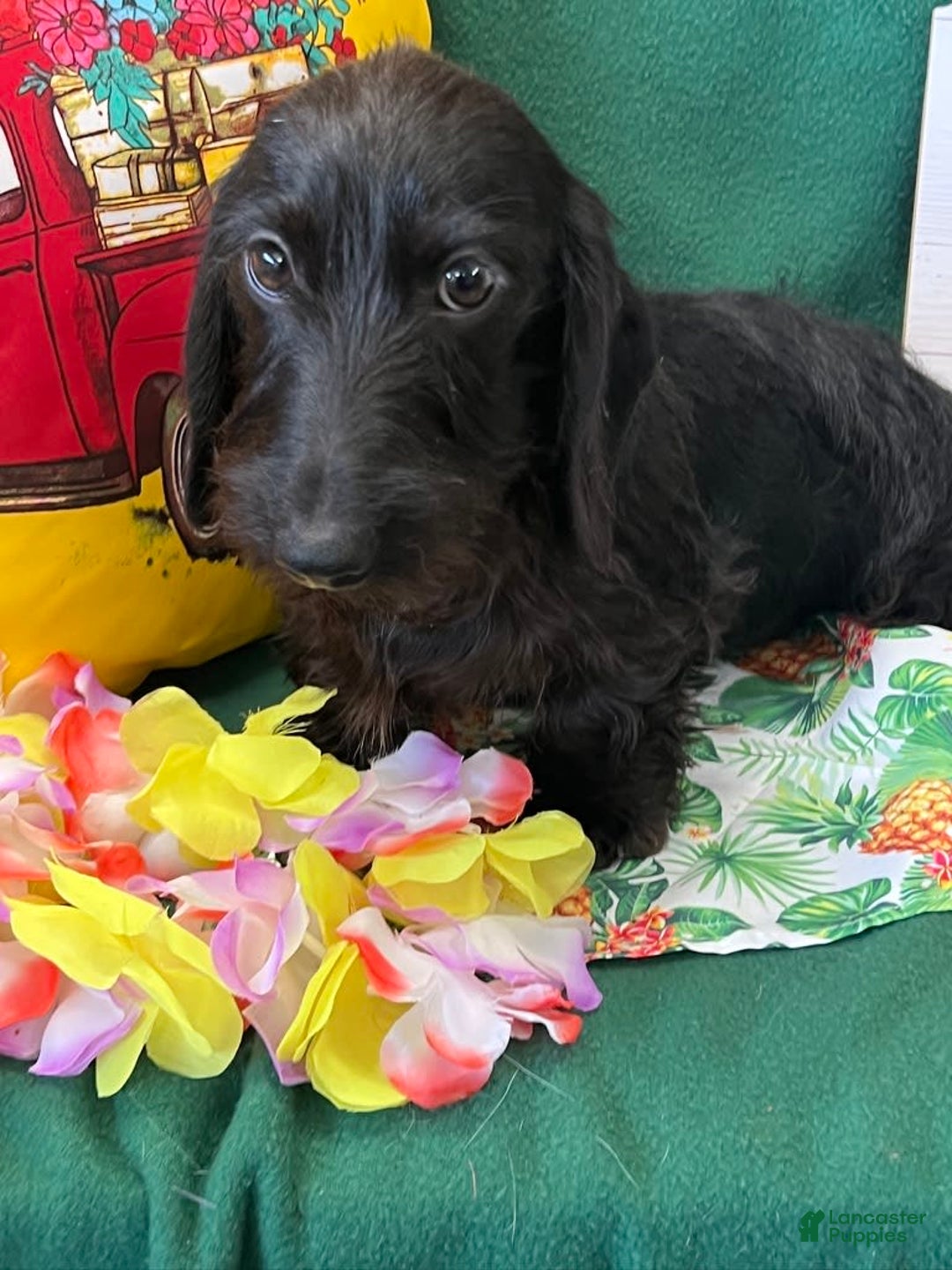 Dachshund dogs for sale: Zorro - Image 1