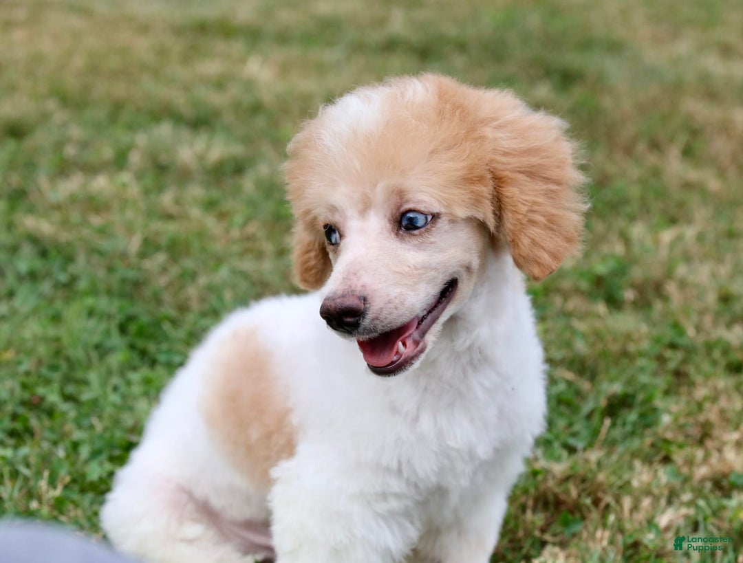 Miniature Poodle dogs for sale: Peanut - Image 7