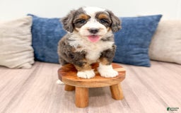 Mini Bernedoodle dogs for sale: Benson - Image 1