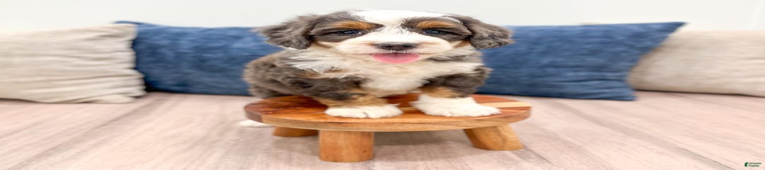Benson