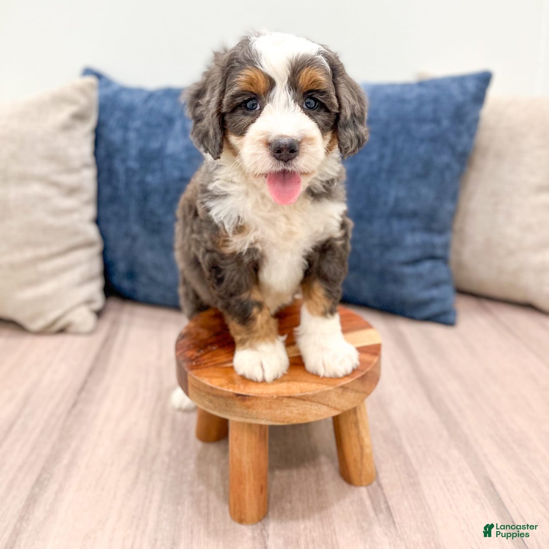 Mini Bernedoodle dogs for sale: Benson - Image 1