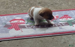Jack Russell Terrier dogs for sale: Franklin - Image 9
