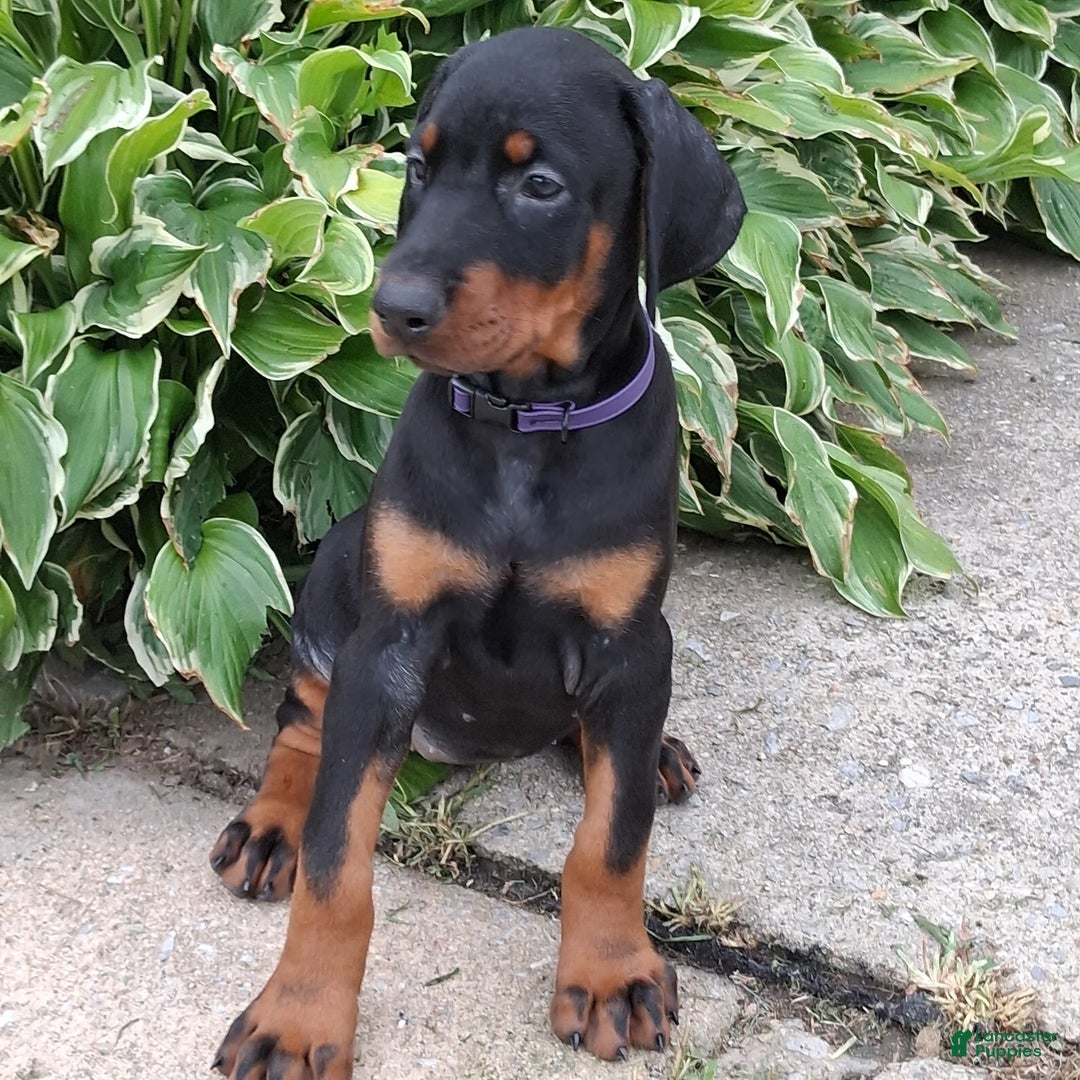 Doberman Pinscher dogs for sale: Venus - Image 5