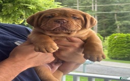 Dogue De Bordeaux dogs for sale: Blue Collar Male - Image 5