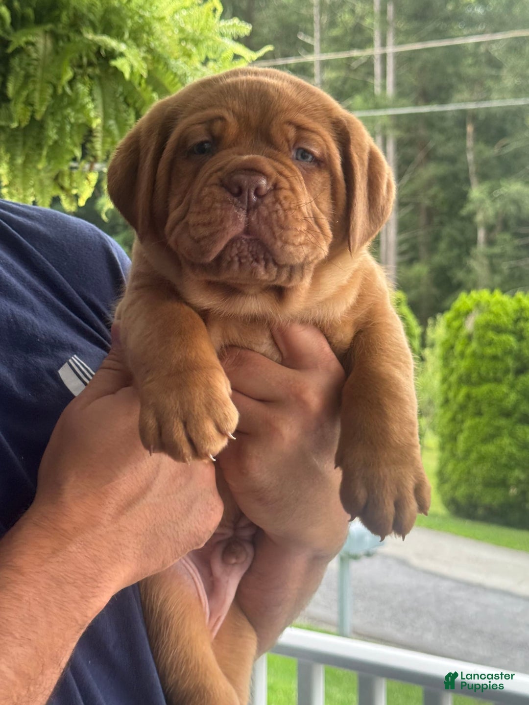 Dogue De Bordeaux dogs for sale: Blue Collar Male - Image 5