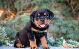 Rottweiler dogs for sale: Karma - Image 1