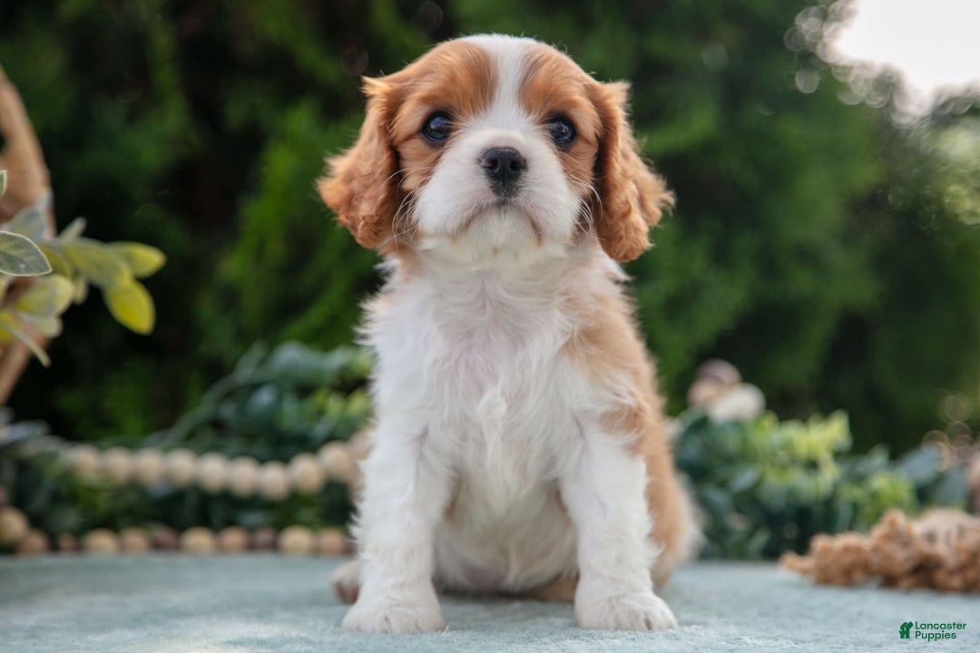 Cavalier King Charles Spaniel dogs for sale: Princess - Image 1