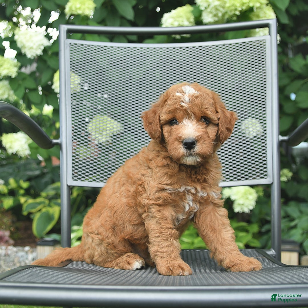 Mini Goldendoodle dogs for sale: Leo - Image 5