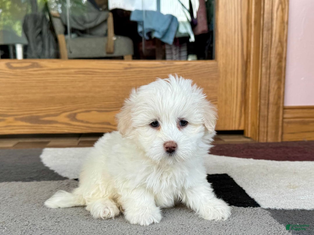 Coton De Tulear dogs for sale: Lindsey - Image 3