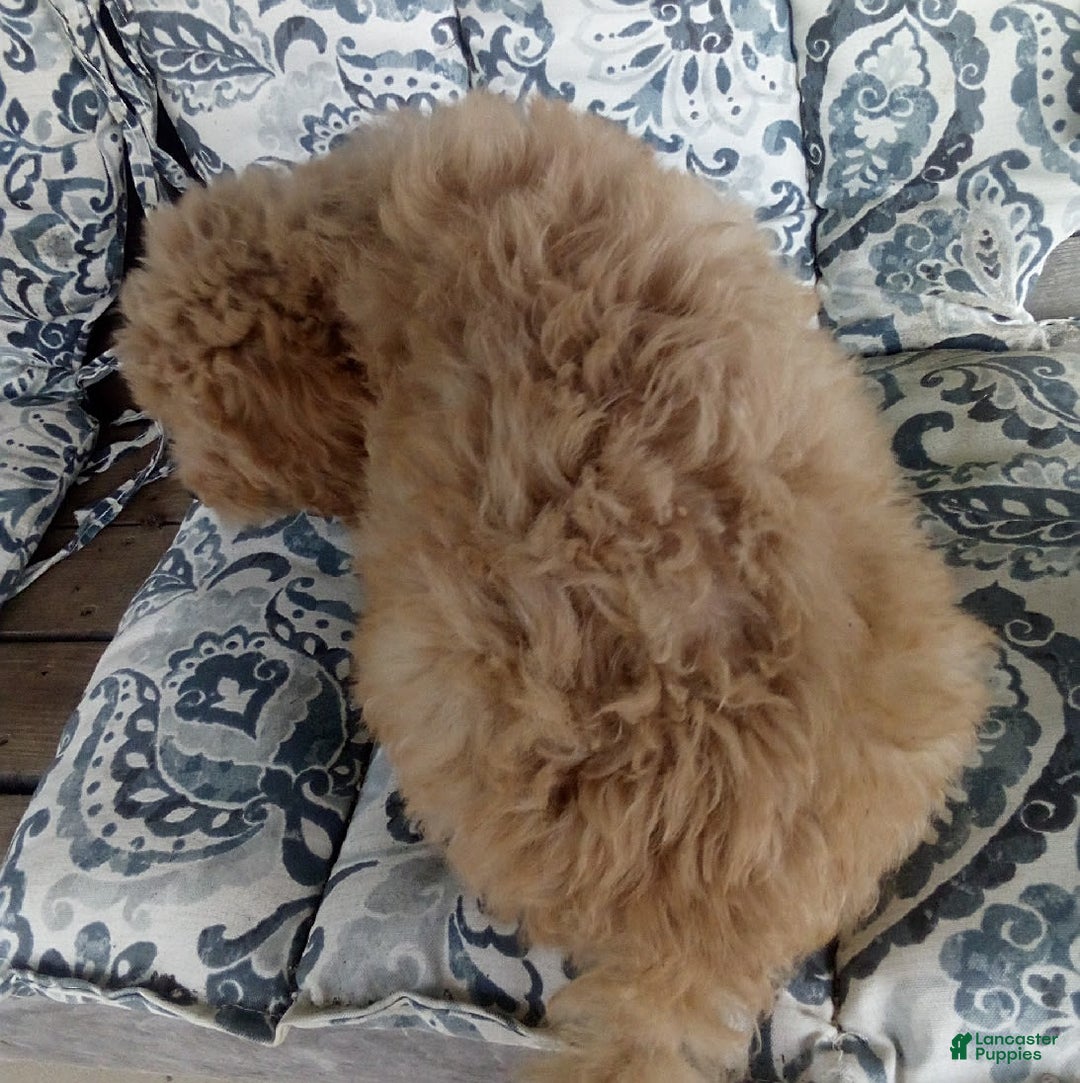 Goldendoodle dogs for sale: Mickey - Image 7