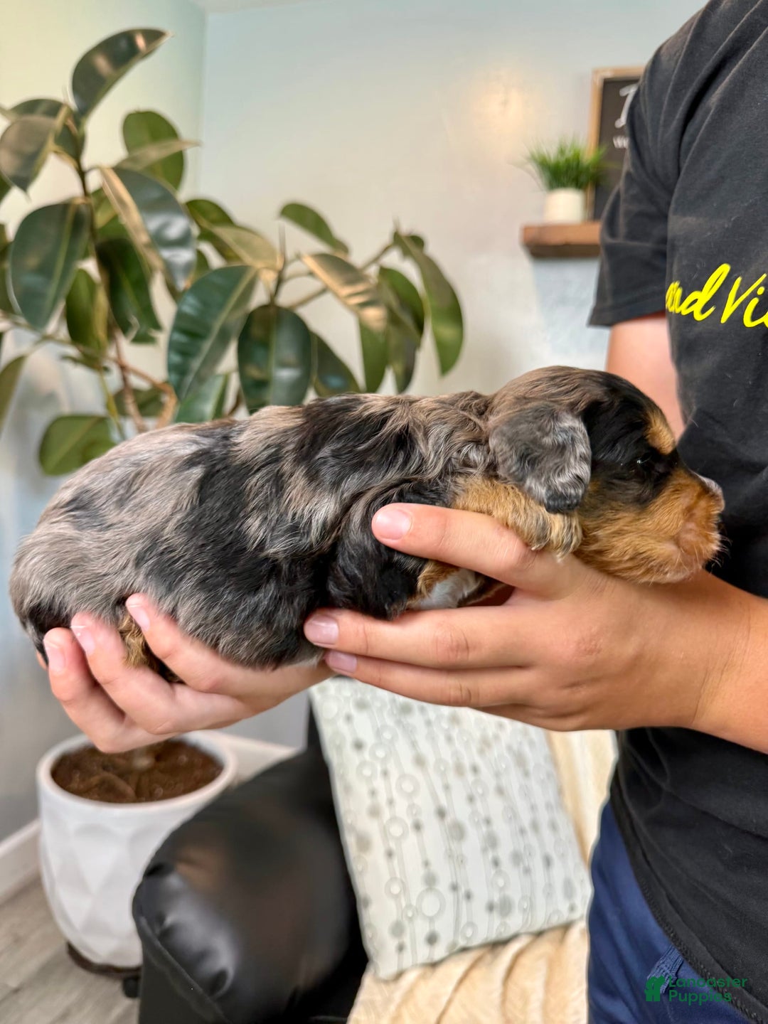 Mini Goldendoodle dogs for sale: Victor - Health Tested - Image 5