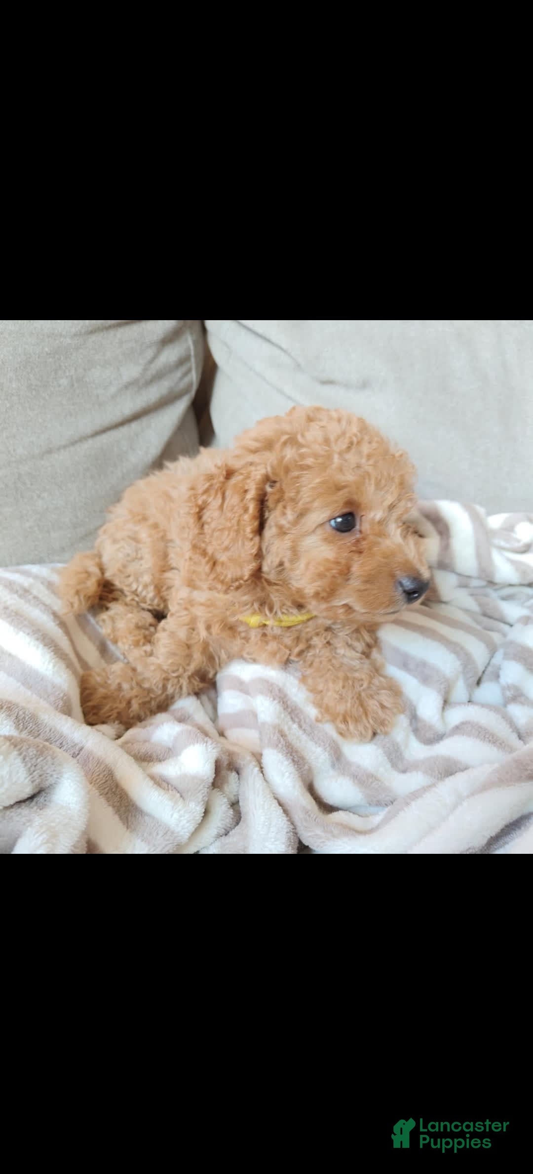 Miniature Poodle dogs for sale: Yellow - Image 4