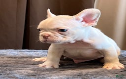 French Bulldog dogs for sale: Jo Jo - Image 1