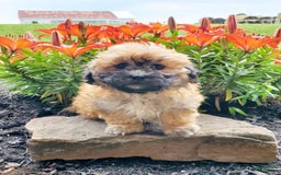 Teddy Bear dogs for sale: Danny - Image 1