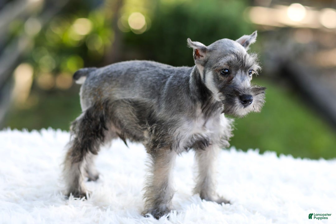 Miniature Schnauzer dogs for sale: Buddy - Image 7