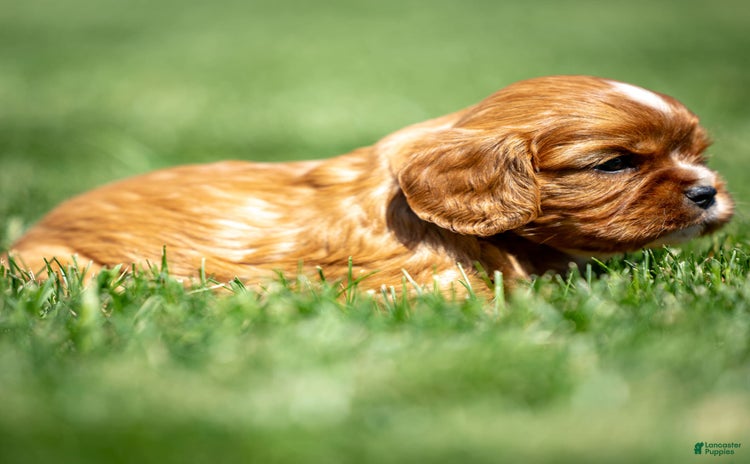 Cavalier King Charles Spaniel dogs for sale - Ad 3